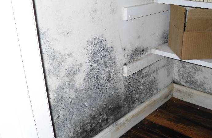 Growing Mold in Wall