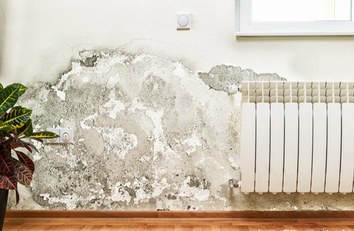 mold and moisture on the wall