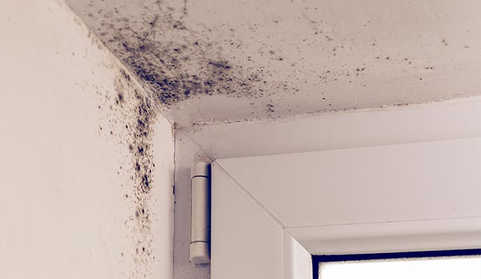Mold From Ceiling Water Leaks in Cookeville & Crossville, TN