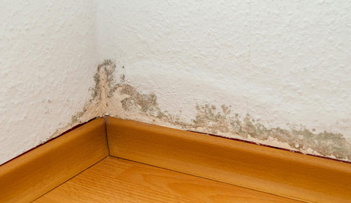 5 Ways to Prevent Mold